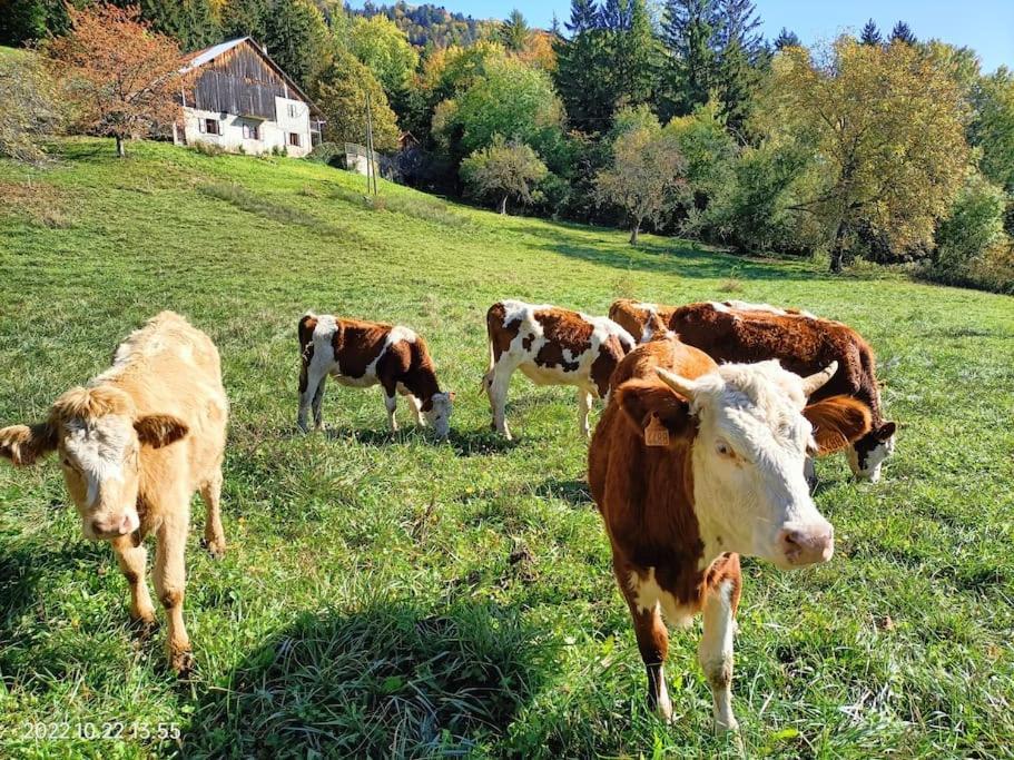 Gite Coeur De Haute-Savoie Viuz-en-Sallaz Zewnętrze zdjęcie